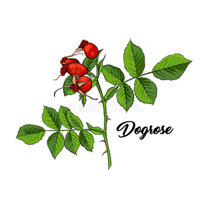 Red Dogrose or Wild Briar Rose. Rosehip Colored Sketch Design with Black Contour. Hand drawn vector isolated Illustration. Red Dogrose or Wild Briar Rose. Rosehip Colored Sketch Design with Black Contour. Hand drawn vector isolated Illustration