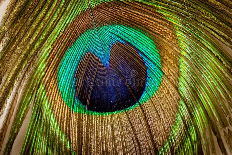 Paon images stock Paon images stock
