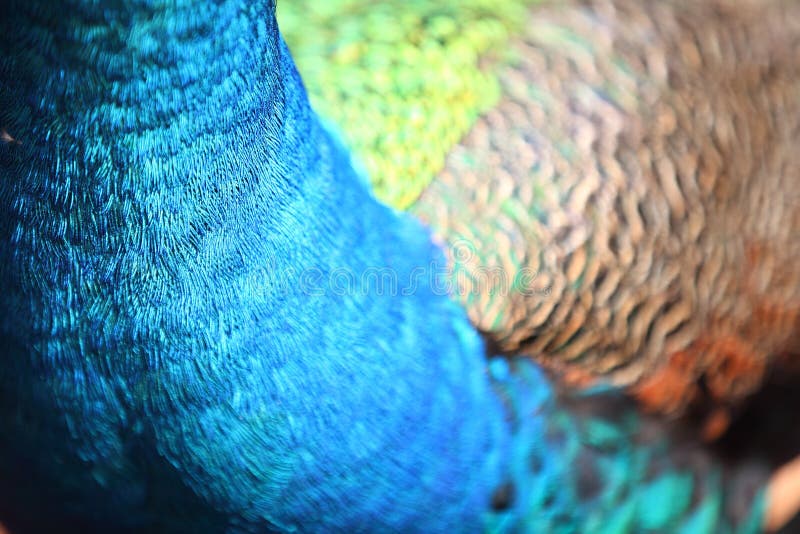 Forme abstraite de couleur Paon images libres de droits