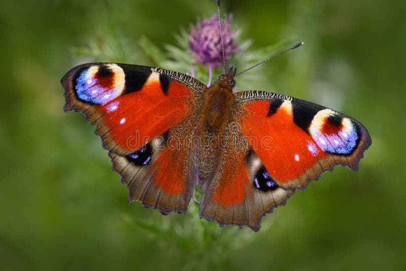 Paon européen, Aglais E/S, papillon rouge avec des yeux se reposant sur la fleur rose dans la nature Scène d'été du pré beaut