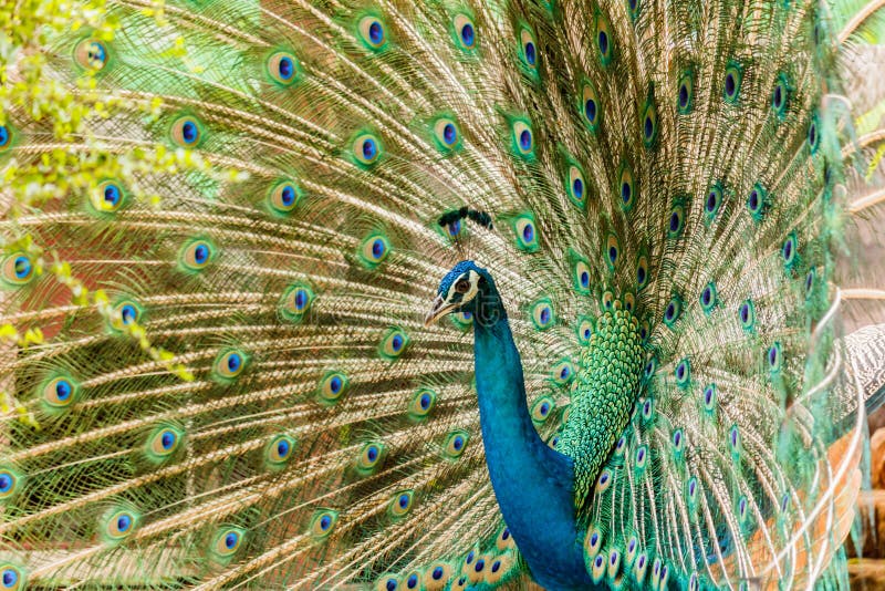 Paon Portrait du paon masculin montrant ses plumes de queue image stock Paon Portrait du paon masculin montrant ses plumes de queue image stock