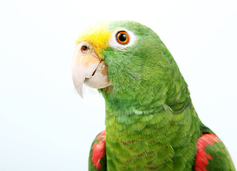 Papagaio foto de stock royalty free