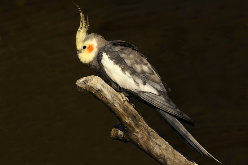 Papagaio fotografia de stock royalty free