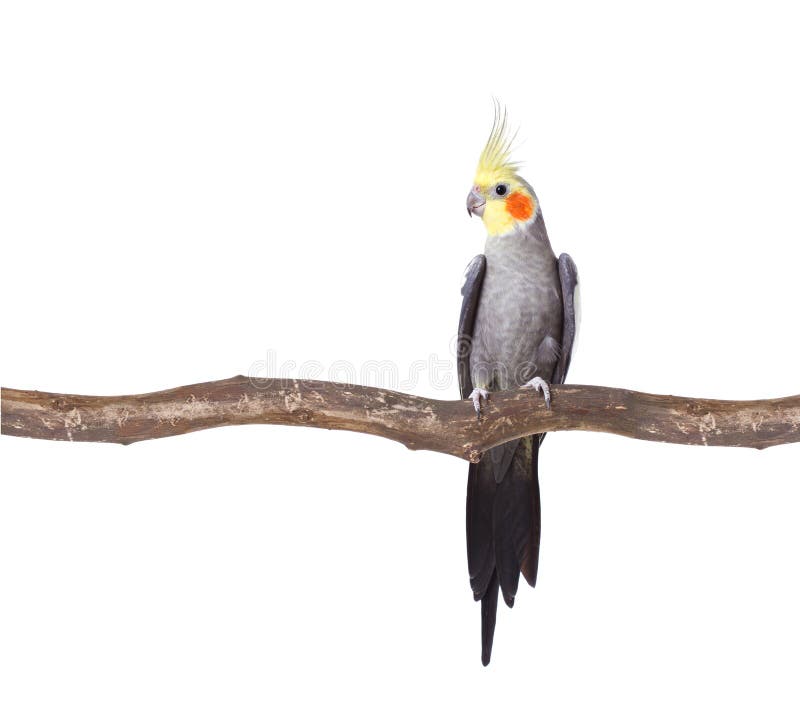 Papagaio fotos de stock royalty free