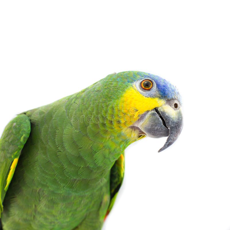 Papagaio Alaranjado-voado das Amazonas que olha para cima imagens de stock Papagaio Alaranjado-voado das Amazonas que olha para cima imagens de stock