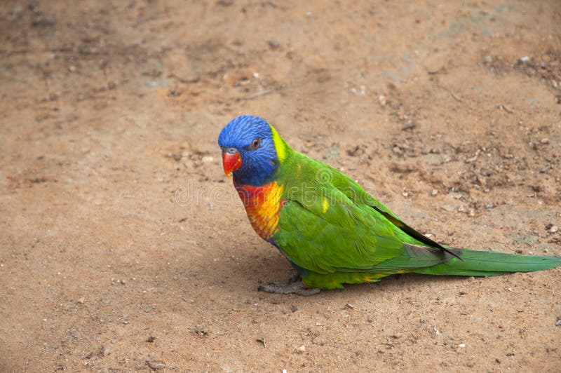 Belo Popinjay Emperrado Na Mão Foto de Stock - Imagem de media, periquito:  262781102