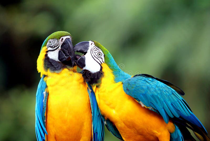 Papagaio azul e amarelo do Macaw foto de stock Papagaio azul e amarelo do Macaw foto de stock