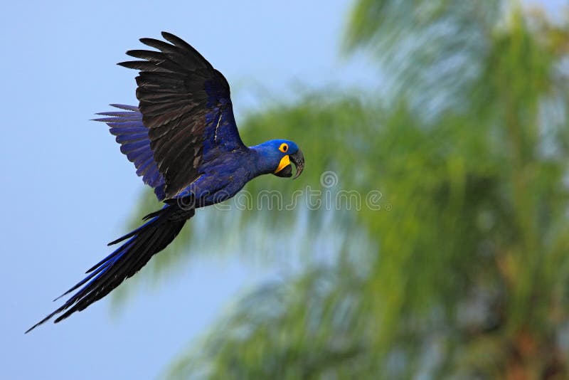 Papagaio azul grande Hyacinth Macaw, hyacinthinus de Anodorhynchus, voo selvagem na obscuridade - céu azul do pássaro, cena da aç imagens de stock royalty free