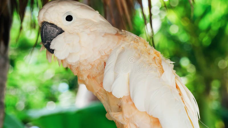 Papagaio branco, aros brancas bonitas 2018 do papagaio de //do pássaro da cacatua foto de stock Papagaio branco, aros brancas bonitas 2018 do papagaio de //do pássaro da cacatua foto de stock