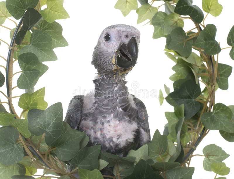 Papagaio Do Cinza Do Bebe Imagem De Stock Imagem De Animal