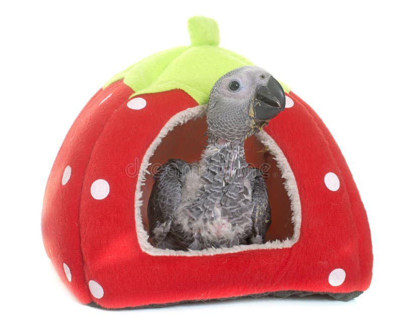 Papagaio Do Cinza Do Bebe Imagem De Stock Imagem De Animal