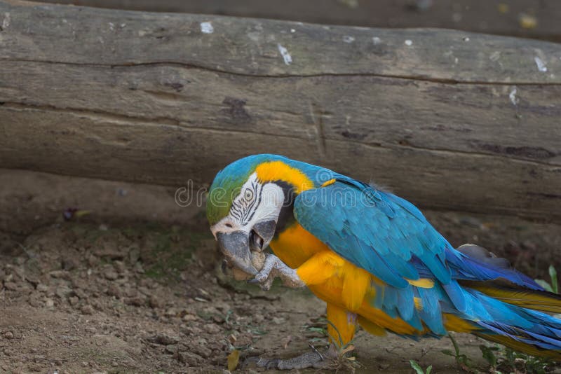 Papagaio da arara do ouro azul e amarelo foto de stock Papagaio da arara do ouro azul e amarelo foto de stock