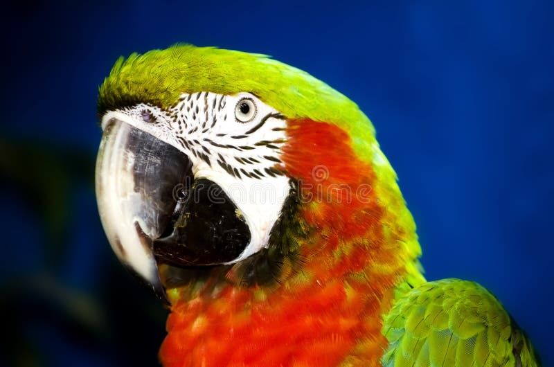 Papagaio das aros foto de stock