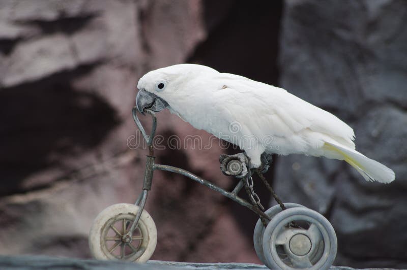 Papagaio em uma bicicleta