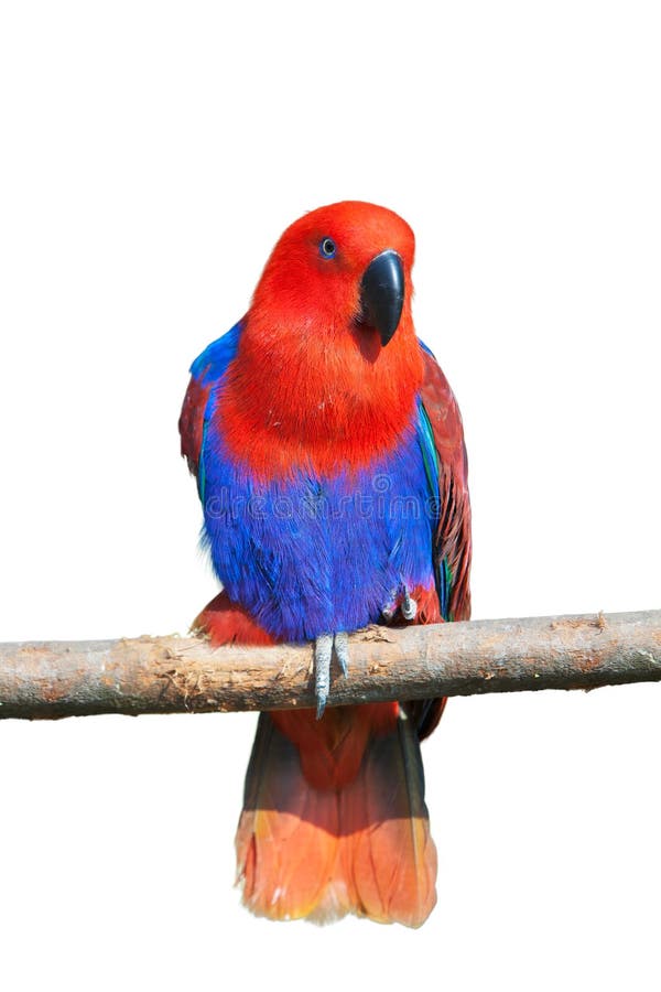 Papagaio na carrinha foto de stock royalty free