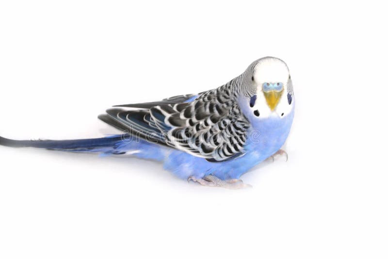 Jogos Ondulados Do Papagaio Com Carro Imagem de Stock - Imagem de palavras,  cinzento: 62853383