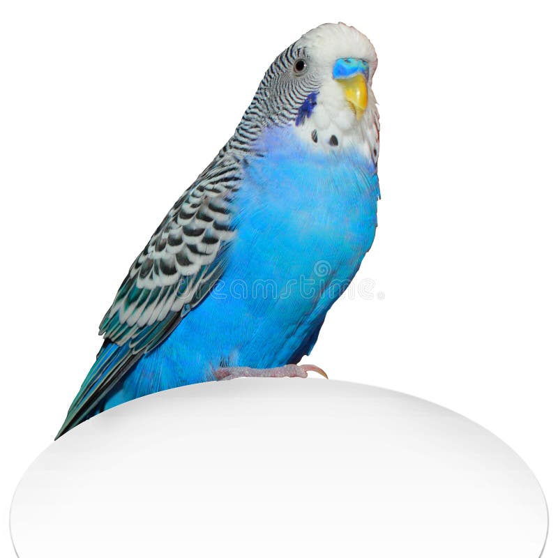 Jogos Ondulados Do Papagaio Com Carro Imagem de Stock - Imagem de palavras,  cinzento: 62853383