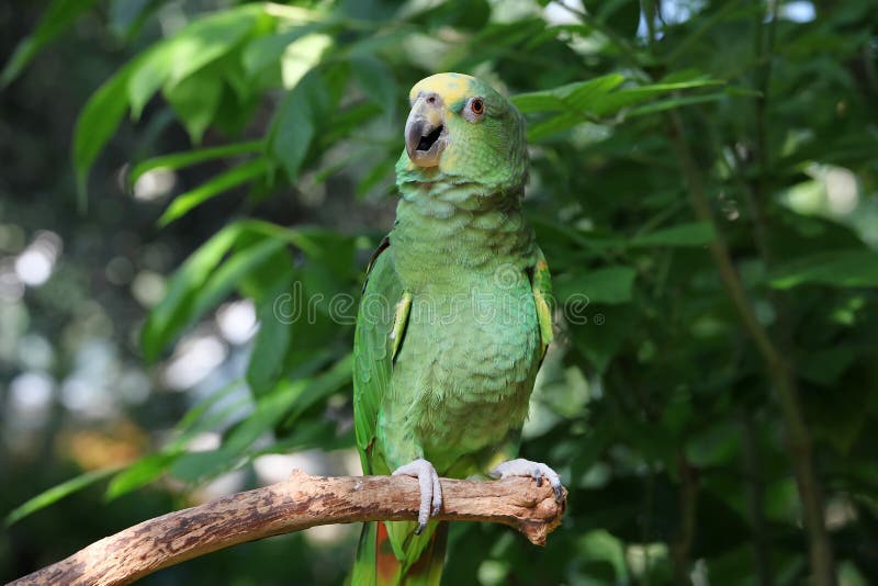 Papagaio ou macaw com as penas verdes e amarelas