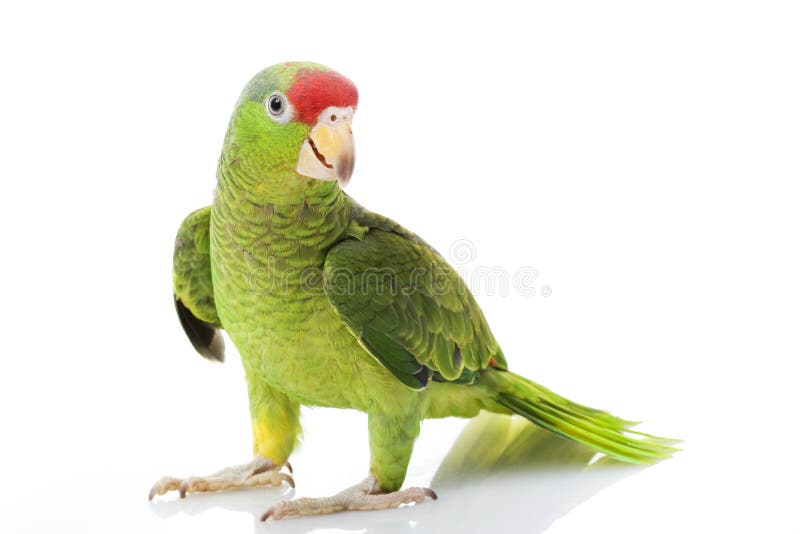 Papagaio Red-headed mexicano de Amazon