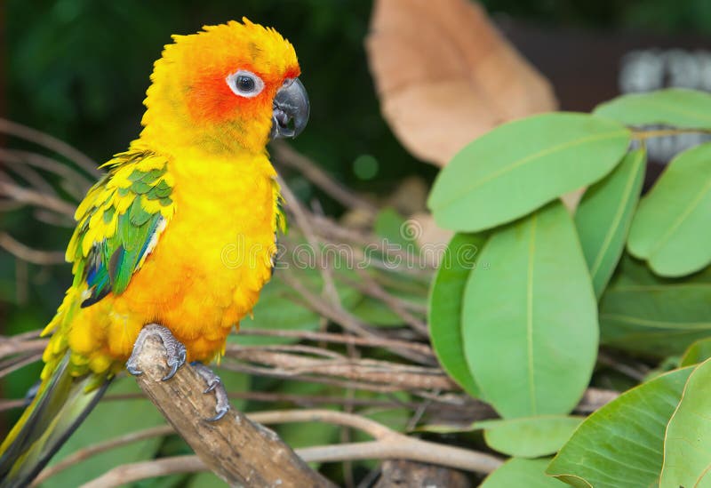 Papagaio tropical foto de stock Papagaio tropical foto de stock