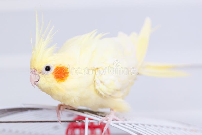 Yellow nymph cockatiel parrot on cage bird at home. Yellow nymph cockatiel parrot on cage bird at home.