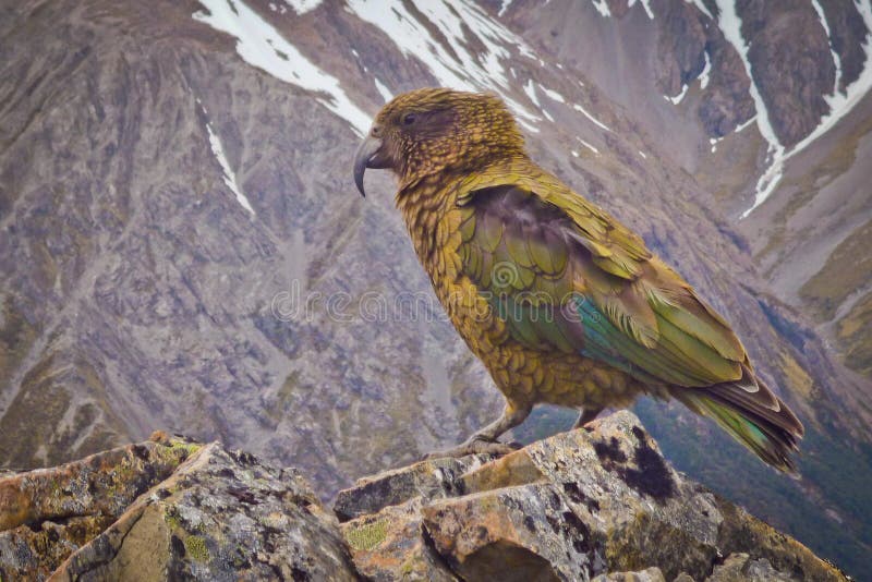 Papagei Nestor Kea in berühmtem Nationalpark Arthurs-Durchlauf in Neuseeland