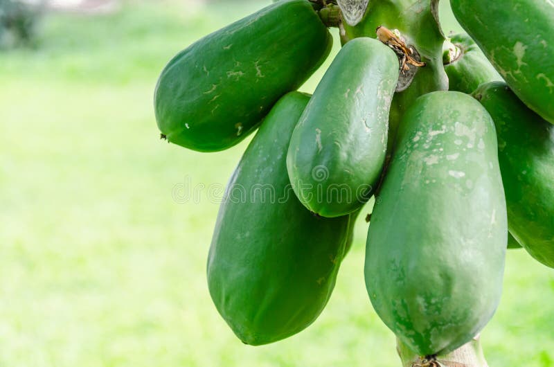 Papaia na exploração agrícola, Tailândia imagem de stock Papaia na exploração agrícola, Tailândia imagem de stock