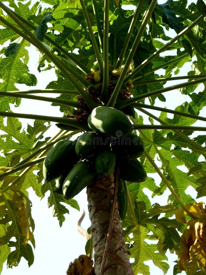 Papajaboom met freh gezonde ruwe vruchten in aard royalty-vrije stock foto's Papajaboom met freh gezonde ruwe vruchten in aard royalty-vrije stock foto's
