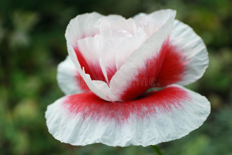 Klaproos stock afbeeldingen