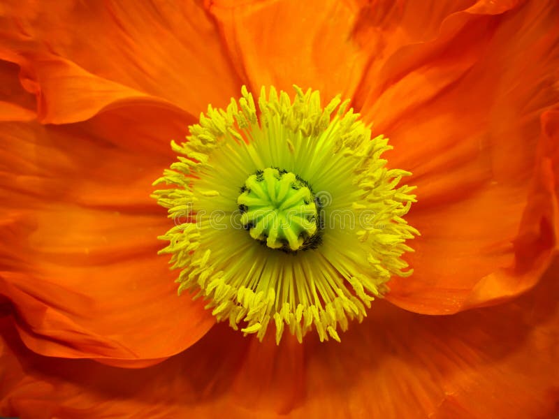 Klaproos royalty-vrije stock foto's