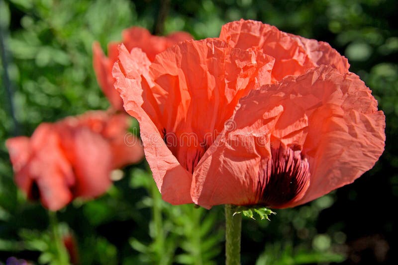 Klaproos royalty-vrije stock foto's