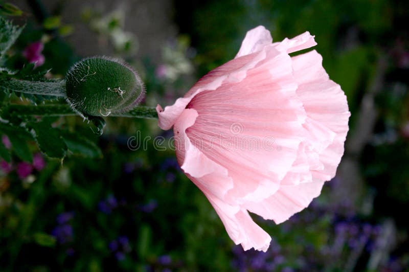 Klaproos stock afbeelding