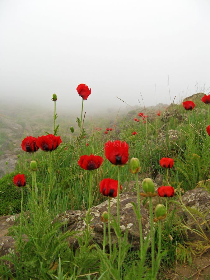 The Persian papaver in Damavand