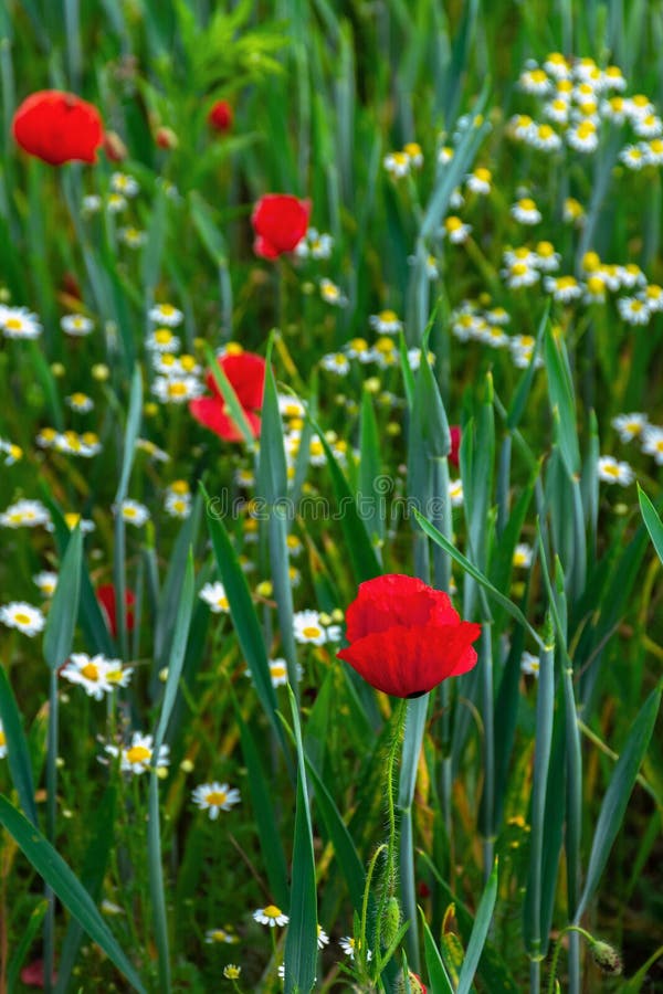 Papaver en madeliefjebloemen op het gebied stock afbeelding Papaver en madeliefjebloemen op het gebied stock afbeelding