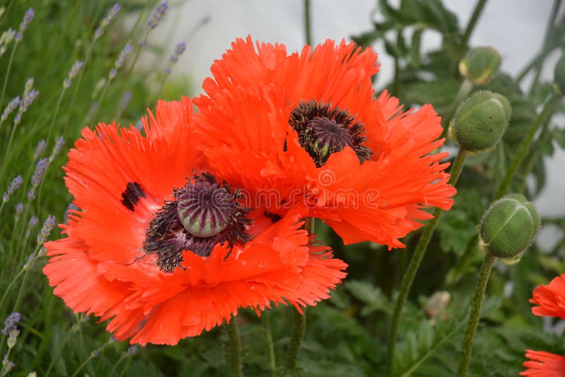 Papaver Orientale / Oriental Poppy Flower