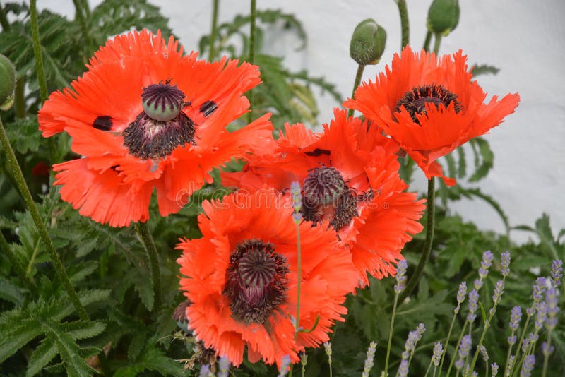 Papaver Orientale / Oriental Poppy Flower