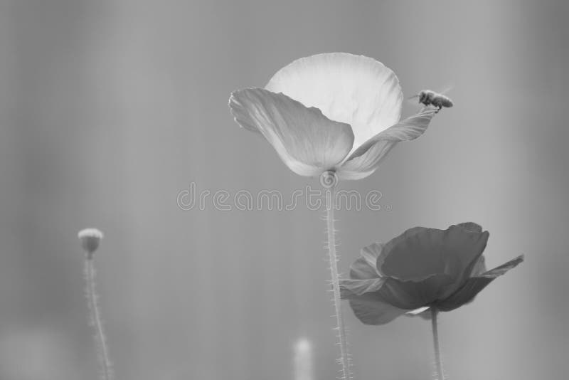 Papaver rhoeas flower  blossoming with green background