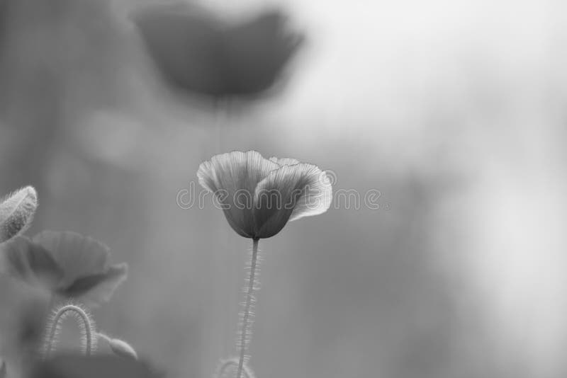 Papaver rhoeas flower  blossoming with green background