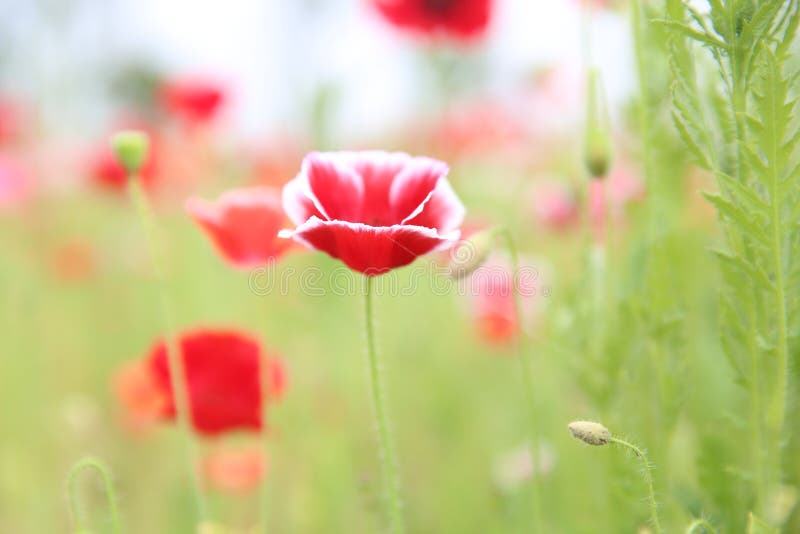 Papaver rhoeas flower  blossoming with green background