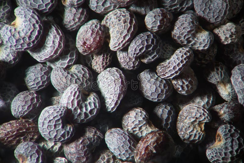 Papaver seco microscópico da papoila de ópio das sementes - somniferum Opiáceo narcóticos, da droga e planta de alimento