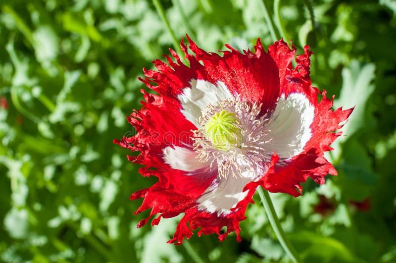 Papaver somniferum; Danish Flag Poppy, two-toned red and white p