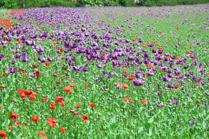 Papaver somniferum L Poppy Colorful Field Stock Photo royalty free stock photo Papaver somniferum L Poppy Colorful Field Stock Photo royalty free stock photo