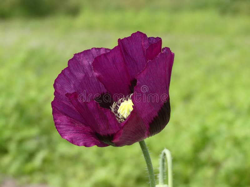 Papaver - somniferum - Purpere Papaver, op zijn met een groene bokehachtergrond, in Engeland stock afbeeldingen Papaver - somniferum - Purpere Papaver, op zijn met een groene bokehachtergrond, in Engeland stock afbeeldingen