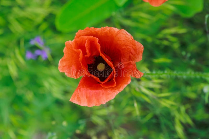 Papaver τα rhoeas, κοινά, καλαμπόκι, Φλαμανδική περιοχή, κόκκινη παπαρούνα, καλαμπόκι αυξήθηκαν, ο τομέας ανθίζει την οικογένεια στοκ φωτογραφία με δικαίωμα ελεύθερης χρήσης Papaver τα rhoeas, κοινά, καλαμπόκι, Φλαμανδική περιοχή, κόκκινη παπαρούνα, καλαμπόκι αυξήθηκαν, ο τομέας ανθίζει την οικογένεια στοκ φωτογραφία με δικαίωμα ελεύθερης χρήσης