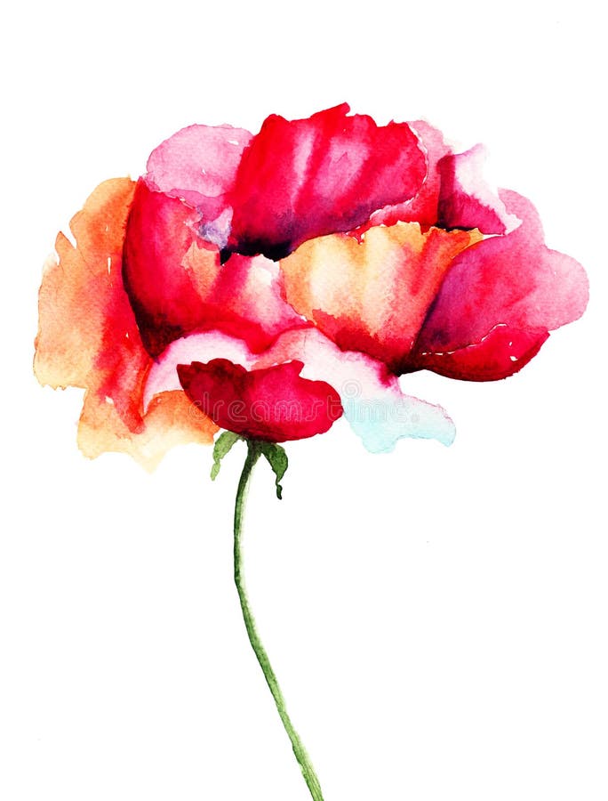 Red Poppy flower, watercolor illustration. Red Poppy flower, watercolor illustration