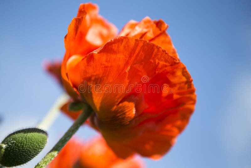 Klaproos met blauwe lucht stock foto