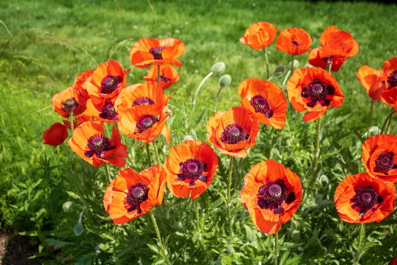 Papaveri orientali arancio in fioritura immagini stock libere da diritti Papaveri orientali arancio in fioritura immagini stock libere da diritti