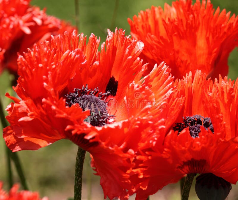 Close up of vibrant red oriental poppies with ruffled petals and black centers. Close up of vibrant red oriental poppies with ruffled petals and black centers