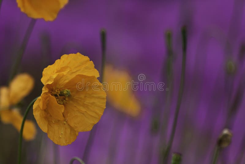 Papavero arancio fotografie stock libere da diritti Papavero arancio fotografie stock libere da diritti