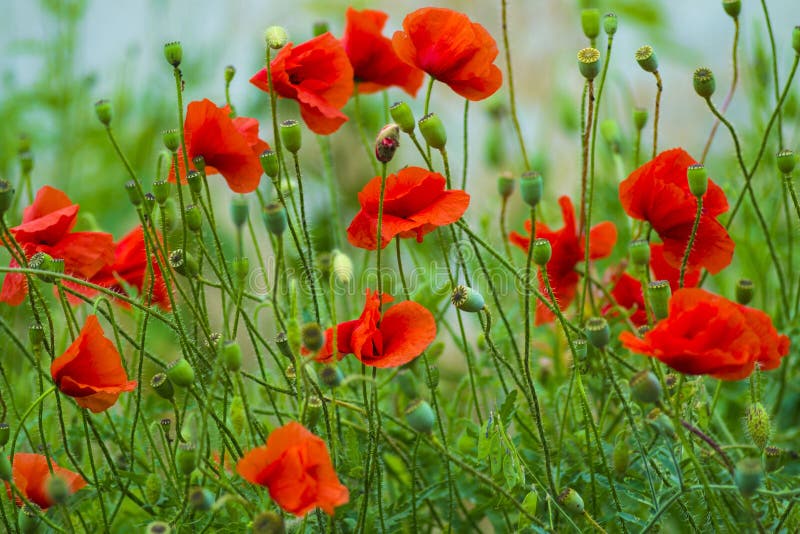 papavero Papavero rosso Fiore rosso dei papaveri dei fiori sul campo selvaggio bea fotografia stock papavero Papavero rosso Fiore rosso dei papaveri dei fiori sul campo selvaggio bea fotografia stock